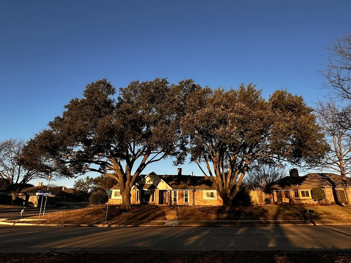 Established residential canopy tree shading a home in Gloucester City